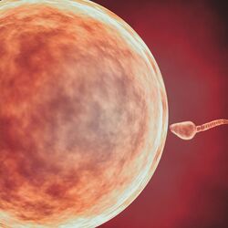 Single sperm cell approaching an egg