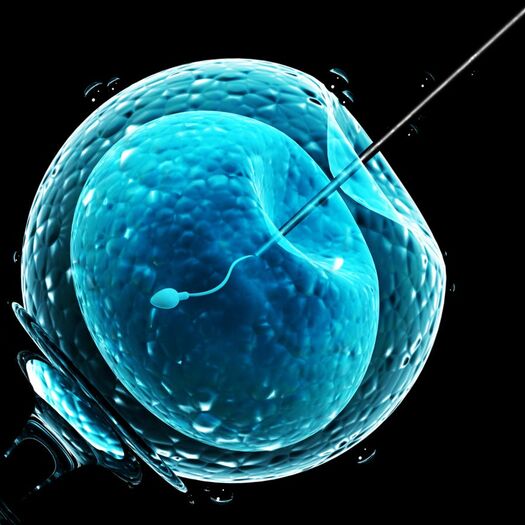 sperm fertilising egg during icsi