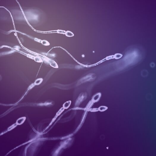 Sperm cells 