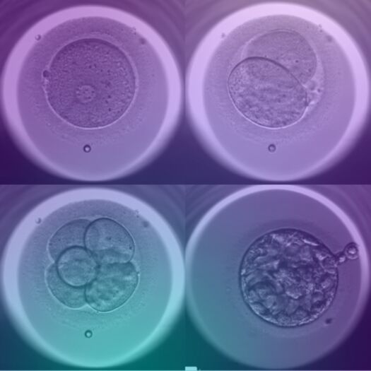caremaps embryos with gradient