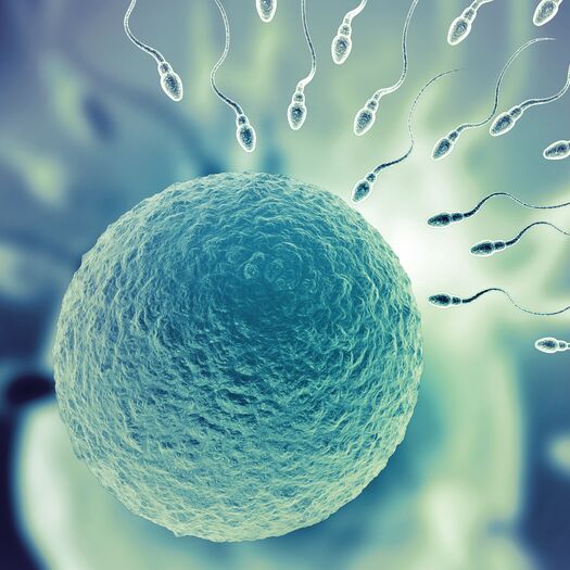 sperm swimming towards an egg to fertilise 