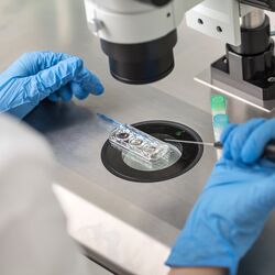 Embryologist in lab using microscope with pipette wearing blue gloves