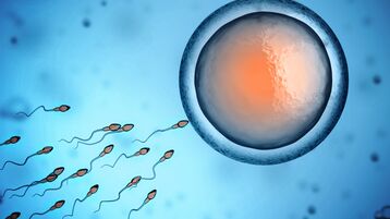 Sperm cells swimming toward an egg to fertilise 