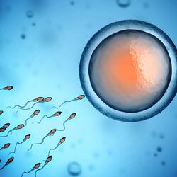 Sperm cells swimming toward an egg to fertilise 