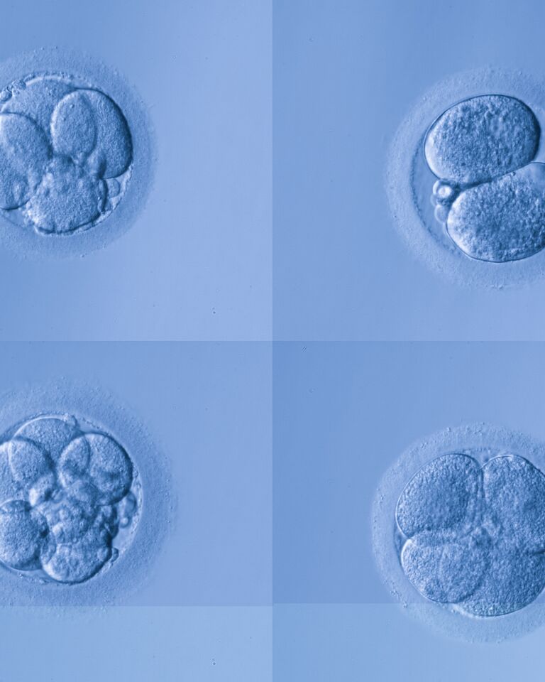 Blue quadrant showing 4 different embryos at different development stages